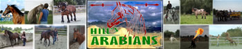 Hill's Arabians