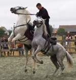 Hill's Arabians